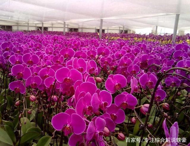 蝴蝶兰种植技巧解析:打造美丽的花艺世界