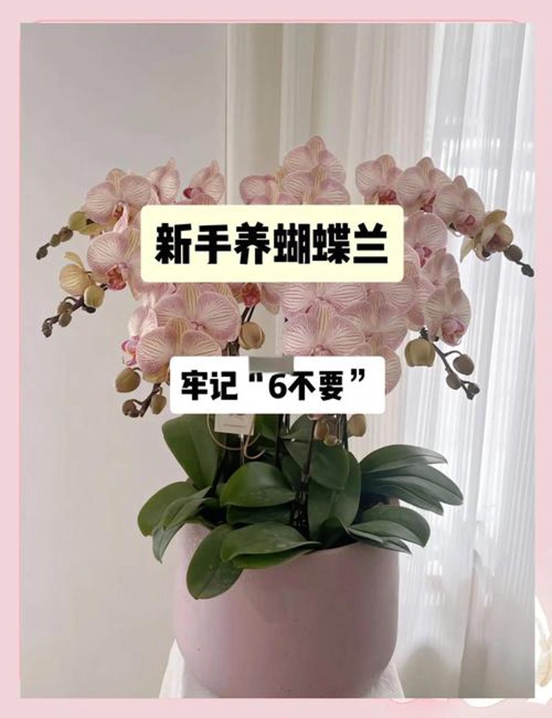 探寻顺德蝴蝶兰的独特魅力