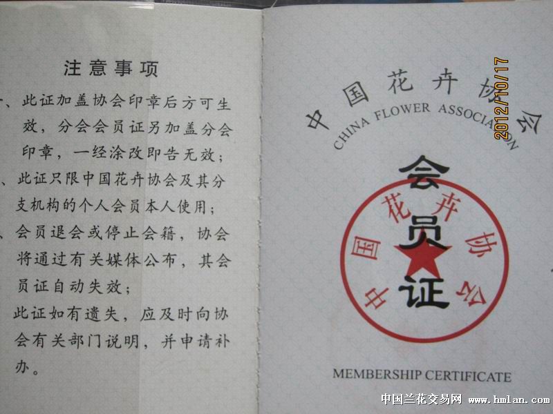 陈村蝴蝶兰：选购指南