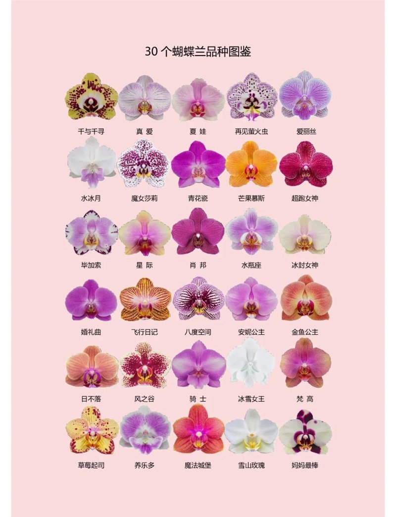 顺德蝴蝶兰:绽放的美丽经济