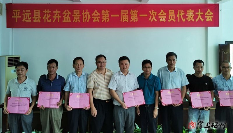 顺德蝴蝶兰绽放春意