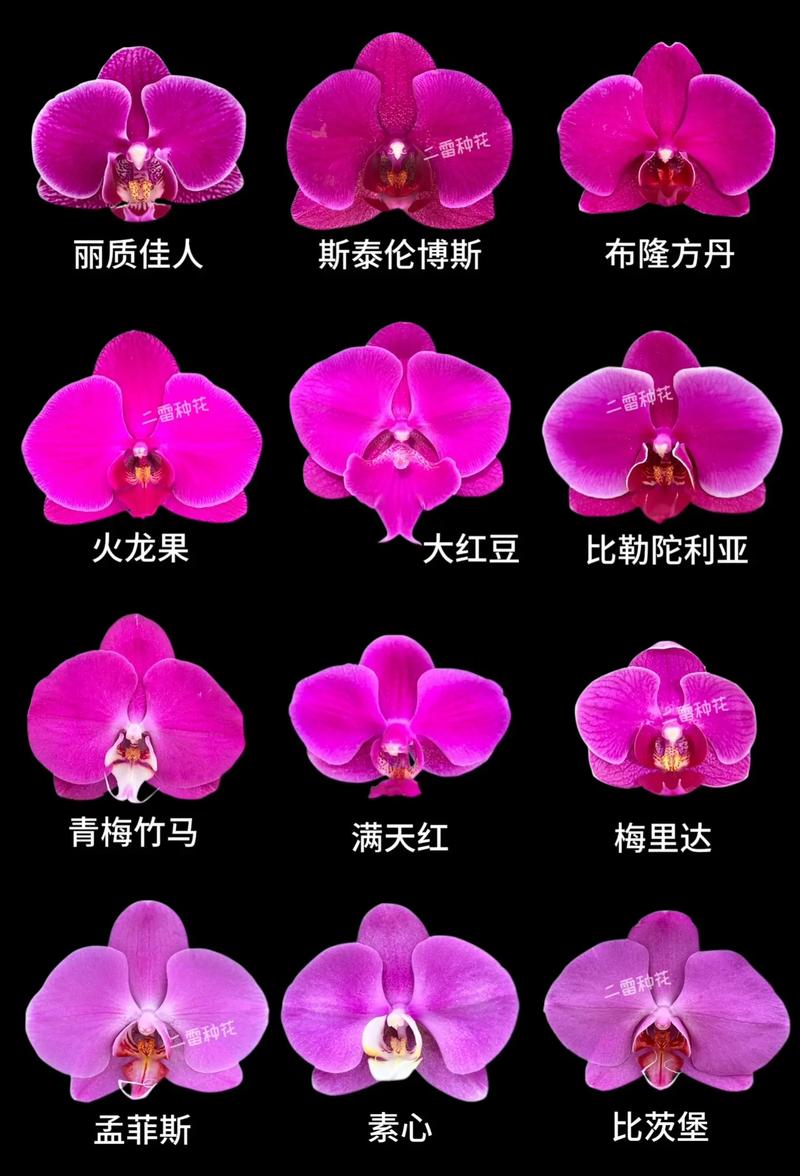 探访顺德蝴蝶兰:绽放异彩的产业之花
