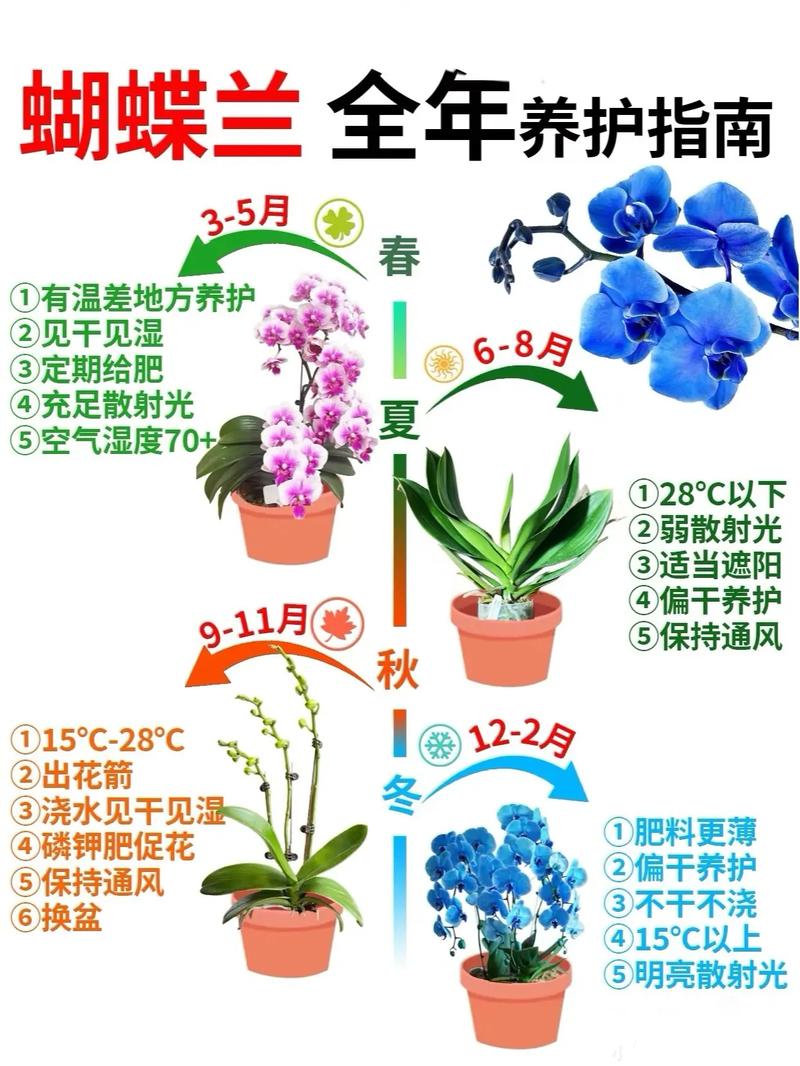 陈村蝴蝶兰:春日里的优雅与浪漫