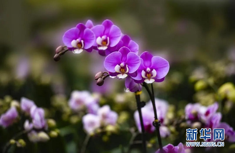 蝴蝶兰种植技术新动态:让美丽延续四季